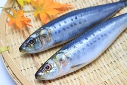 江戸前の魚たち　その３「江戸の庶民の魚」