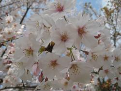 桜に思う