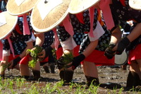 安芸のはやし田 （新庄のはやし田）