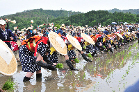 壬生の花田植